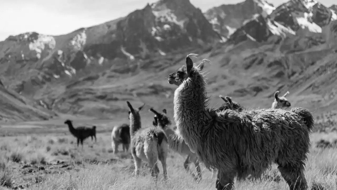 Manada de llamas en un paisaje andino con montañas nevadas de fondo, en blanco y negro